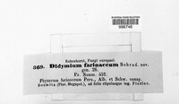 Didymium farinaceum image